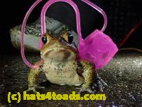 /home//u458753944/public_html/sourcegallery///////Roxborough Toad Detour/2021/2021-03-31/P3310135.JPG
